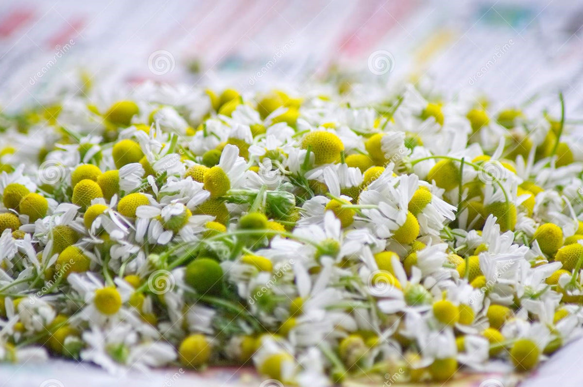 Chamomile Flowers 500gm
